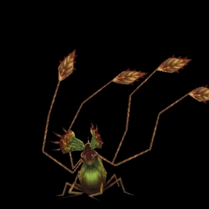 Orchida Orchida